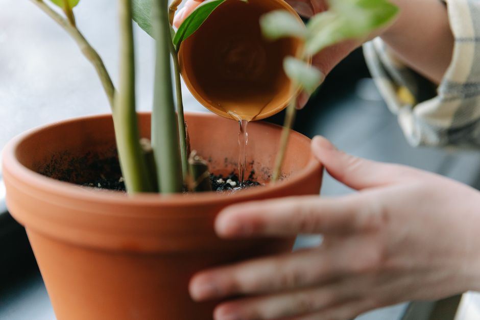 Bottom Watering and the Physics of Getting Water Into a Pot