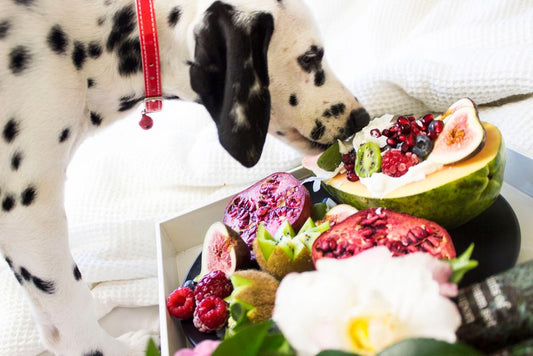 Quick and Easy Raw and Natural Pet Diet Tips