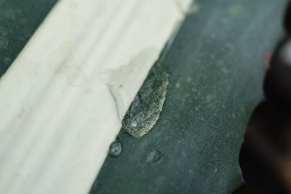 Why Leaf Edges Turn Brown and Crisp: Root Oxygen, Moisture Retention, and the Trouble With Sealed-In Water