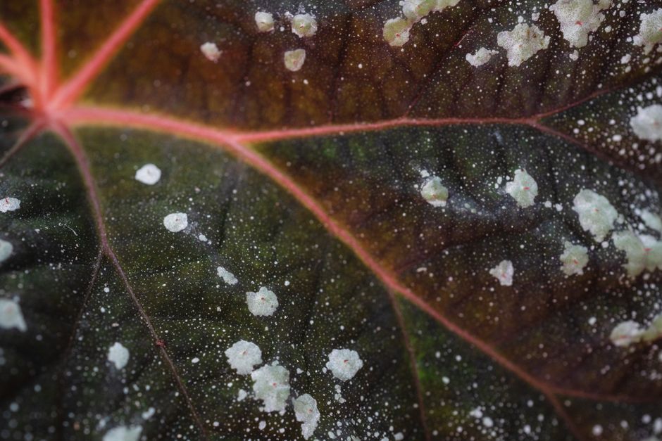 How to Prevent and Treat Powdery Mildew on Indoor Peperomia Plants