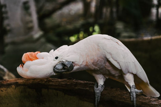 Understanding Feather Loss in Pet Birds: Natural Molt Versus Underlying Health Concerns