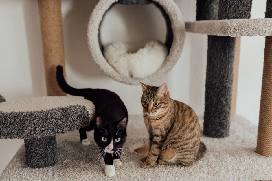 What are the best methods to stop a cat from peeing on the carpet?