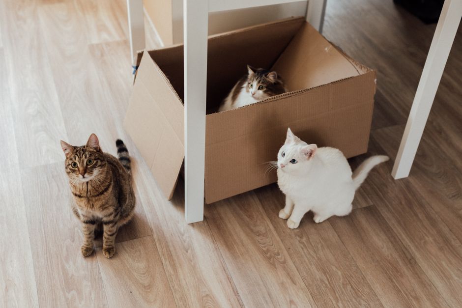 Feathers, Fur, and Scales: Harmonizing Your Home with Multiple Pets
