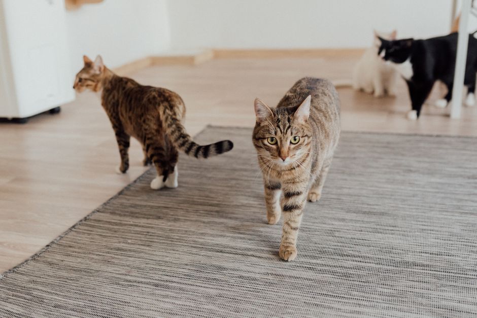 Managing Pet Allergies in a Multi-Pet Household