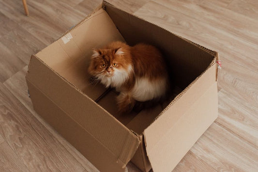 Why an Indoor Cat Ignores an Expensive Toy but Chases a Cardboard Box