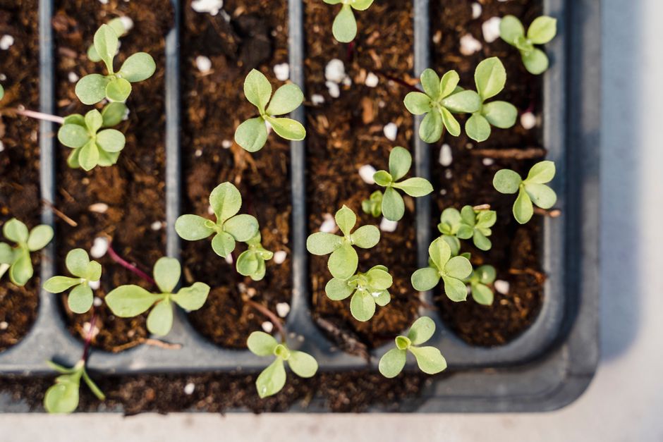 Growing a Balcony Vegetable Garden: From Tiny Sprouts to Real Harvests