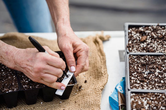 Seed Starting Troubleshooting: Why Your Seedlings Fail and How to Fix It