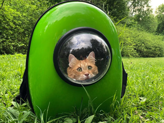 Why Your Cat Hides From the Carrier — and How Cooperative Carrier Training Changes the Picture