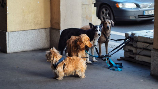 Adapting Dog Training for Senior Pets: Patience, Comfort, and Consistency