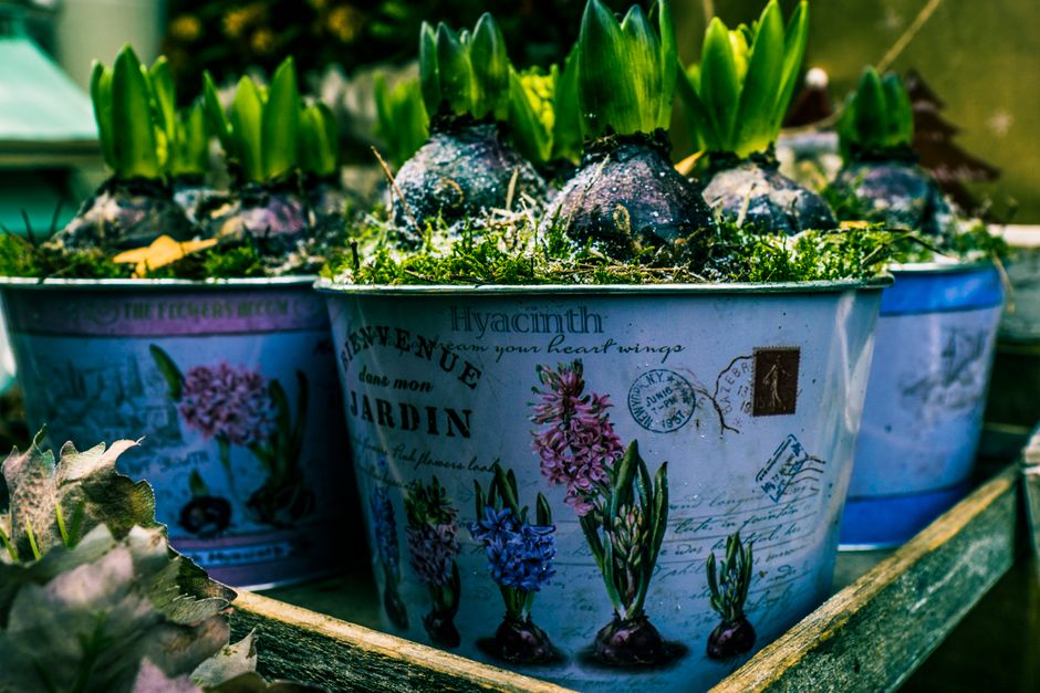 Why Is My Container Plant Struggling? A Practical Guide to Diagnosing and Solving Common Pot-Growing Problems