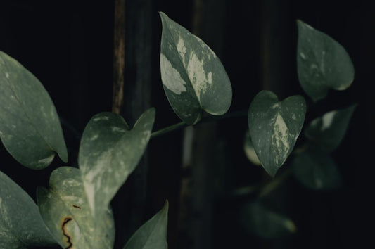 How to Rescue an Overwatered Pothos: A Step-by-Step Revival Guide