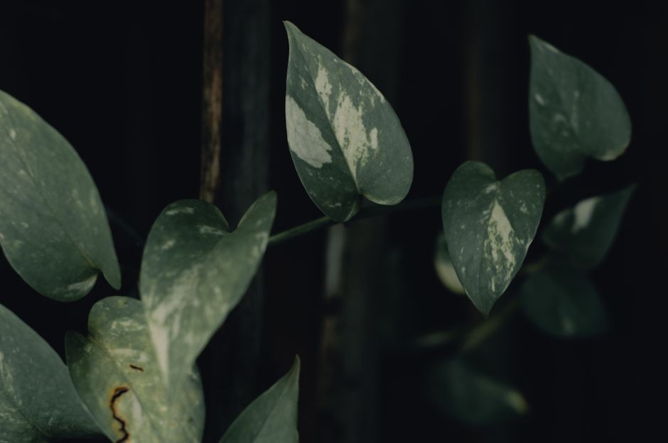 The Complete Pothos Troubleshooting Guide: Diagnosing and Fixing Every Common Problem