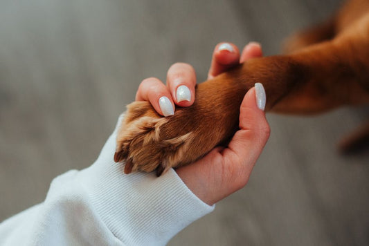 First-Time Owner's Guide to Dog Paw Care: Building a Safe Routine