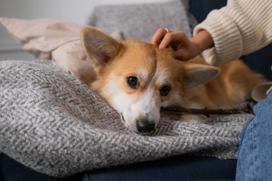Natural Remedies for Common Dog Ailments Every Owner Should Know