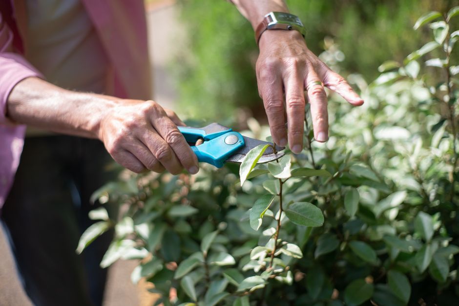 Deadheading and Pruning Are Not the Same Cut: How Garden Bed Design Changes Which One You Need