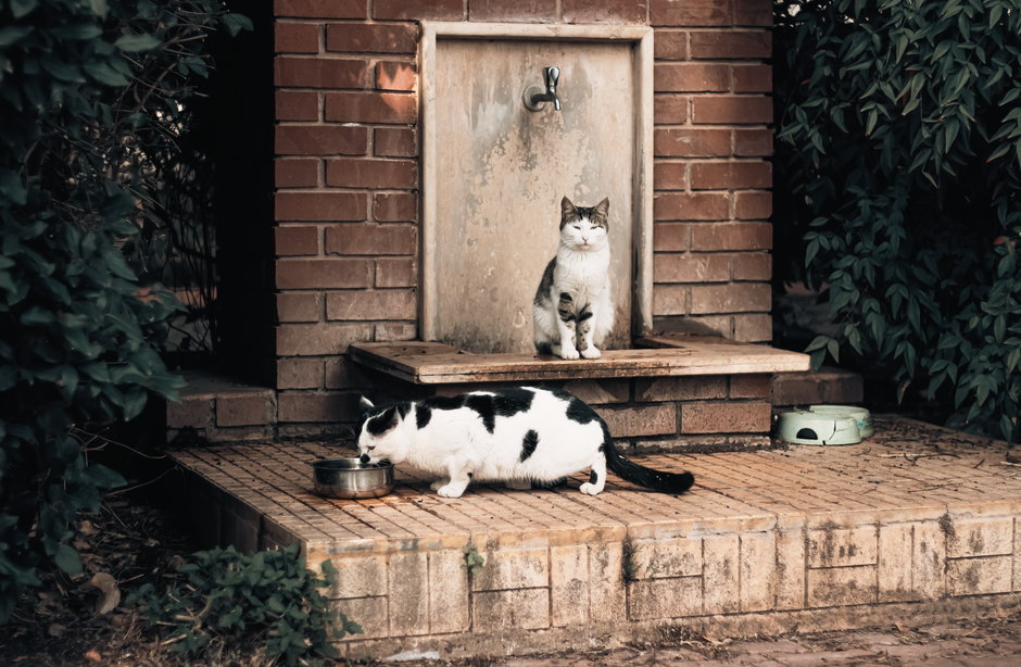 Why Some Cats Drink From a Fountain but Not a Bowl