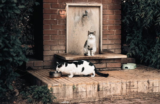 Why Some Cats Drink From a Fountain but Not a Bowl
