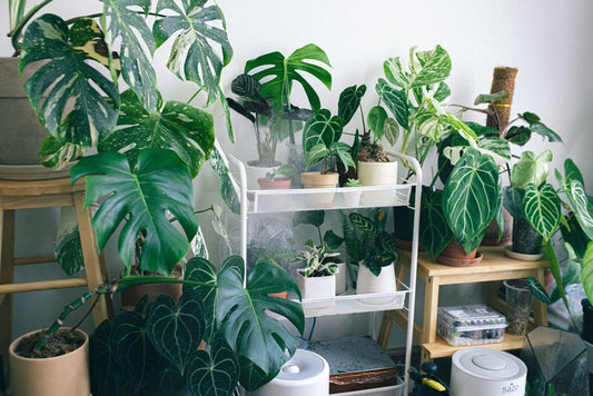 The Complete Guide to Indoor Houseplant Care: Turning Yellow Leaves and Wilting Stems into Thriving Indoor Gardens