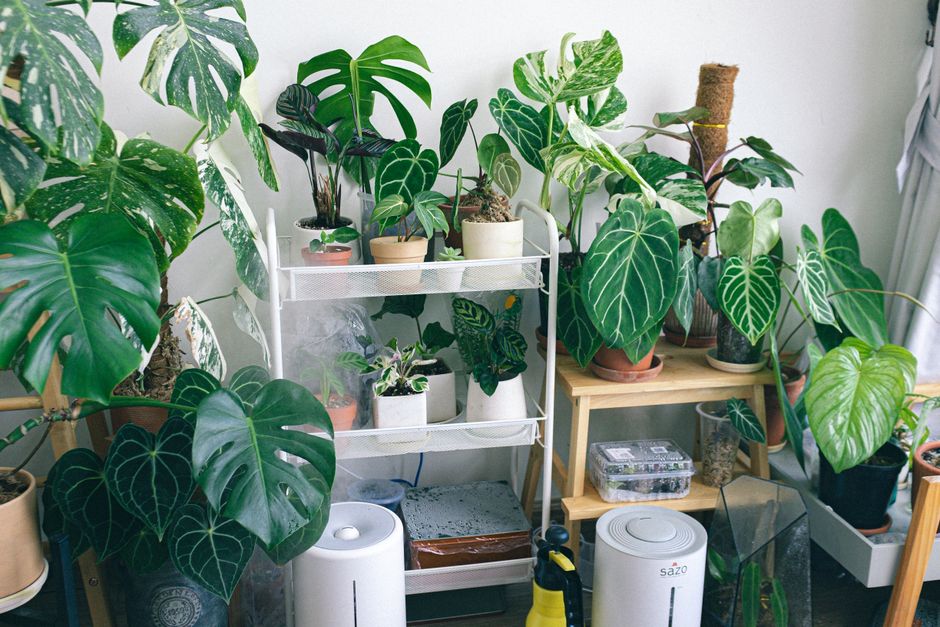 Why Your Air Purifier Smells Musty and How Filter Replacement Fixes It
