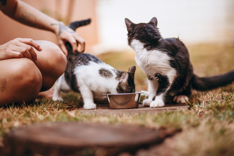 Why Some Pets Drink Constantly and Others Barely Touch the Bowl
