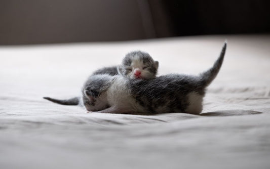 Harmonious Kitten Care When You Already Have Other Pets