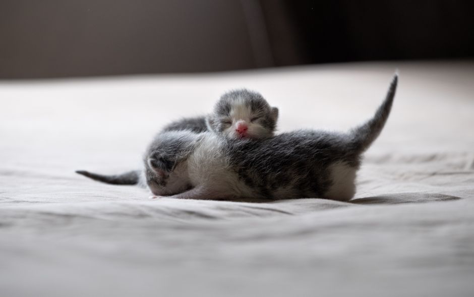 Step-by-Step Guide to Setting Up Your Kitten’s First Week at Home