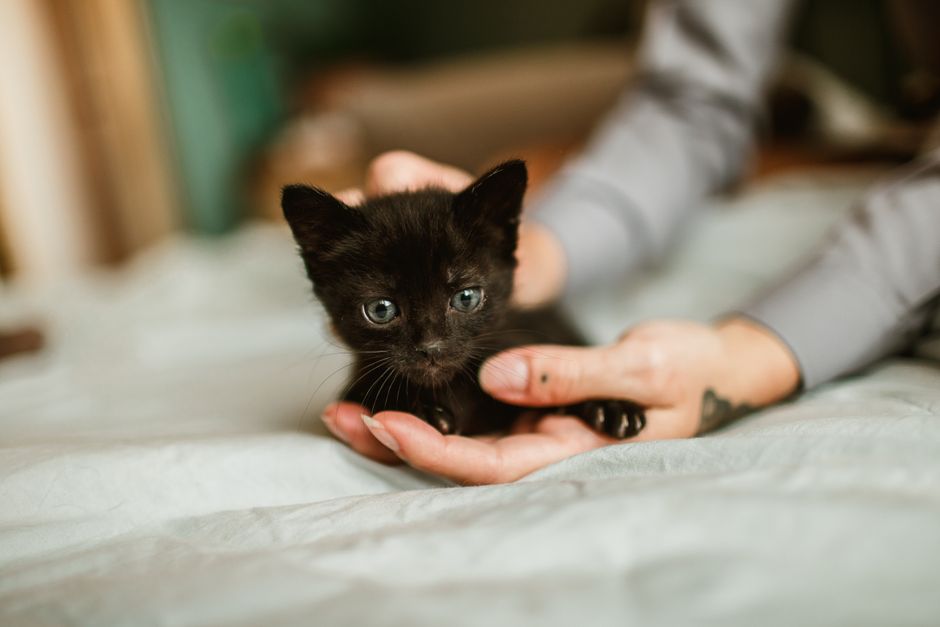 DIY Kitten Care: Building a Safe and Effective Home Routine