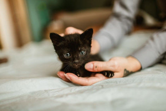 DIY Kitten Care: Building a Safe and Effective Home Routine