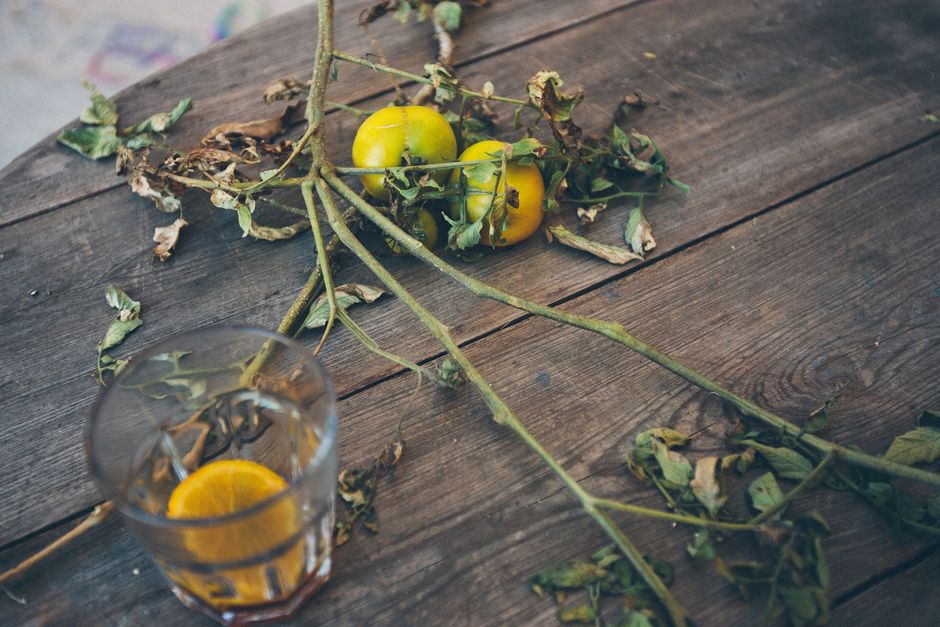 Why Tomato Flowers Fall Off: Separating Fruit Set Problems from Disease, Watering, and Root Issues
