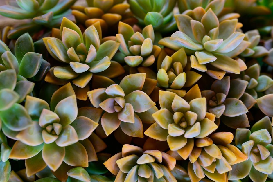 Drought-Tolerant Plants That Turn Yellow: Disease, Watering, or Roots?