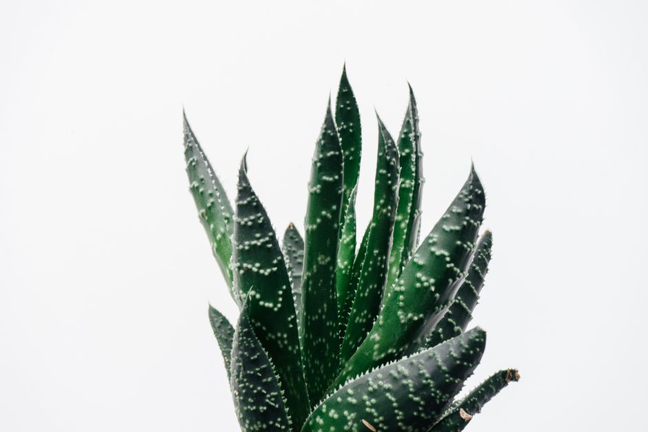 10 Overlooked Tips and Tricks for Aloe Vera Success
