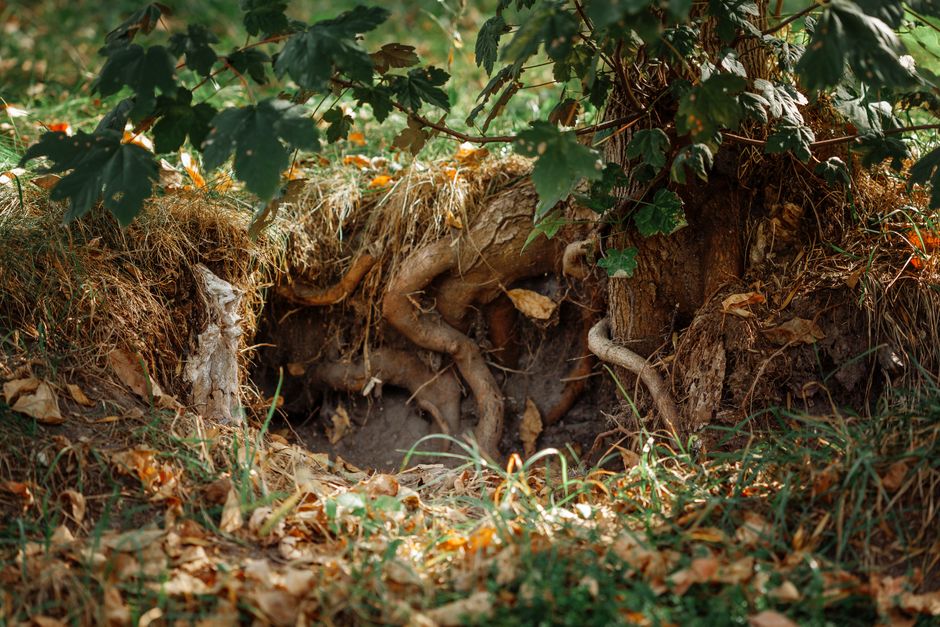 Container Drainage: What the Root Zone Looks Like Before You Diagnose the Plant