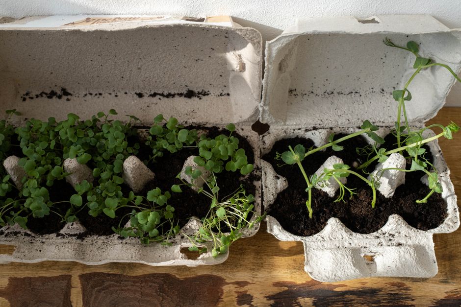 Sustainable Gardening on a Budget: Smart Ways to Grow More and Waste Less