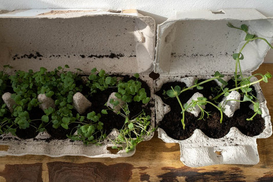 Sustainable Gardening on a Budget: Practical Steps That Actually Reduce Waste