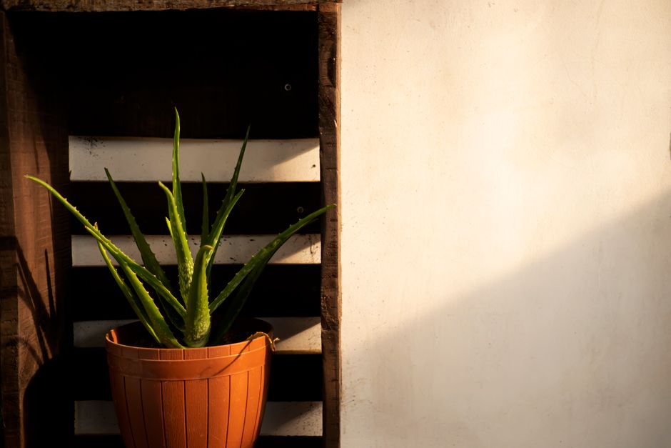 Why Aloe Vera Grown in Strong Light Looks Different From Aloe in Shade