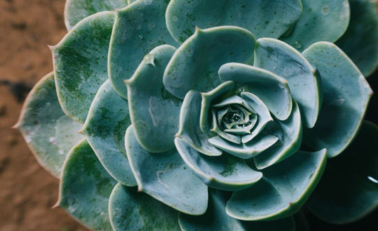 How to Rescue a Leggy Succulent and Turn It Into a Full, Rosette Beauty