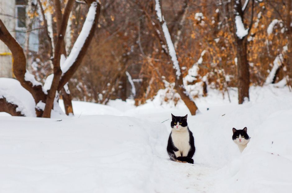 Cold-Weather Care Shifts for Outdoor and Indoor Pets: What Actually Changes