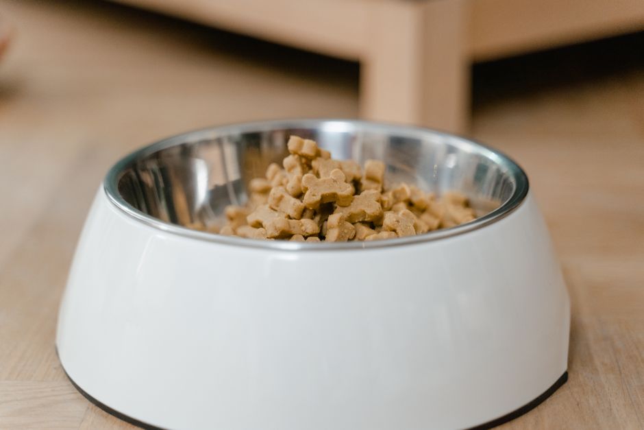 DIY Probiotic Dog Treats for Digestive Health