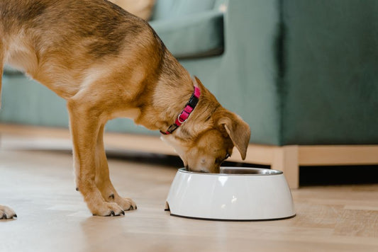Should Puppies Eat Wet, Dry, Fresh, or Raw Food? A Feeding-Format Decision Framework