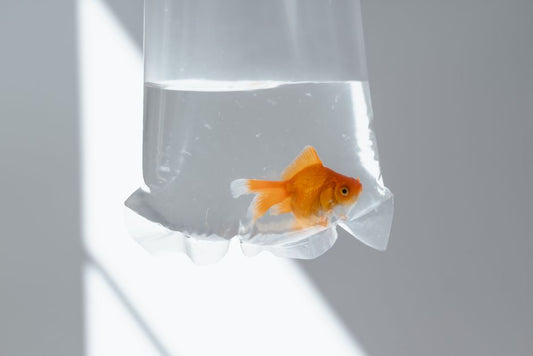 Adding Fish to an Established Aquarium: Reading Social Compatibility Before You Float the Bag