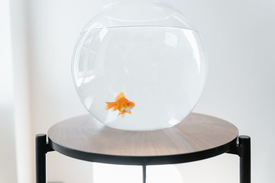 How to Keep Your Aquarium Clean Without Stressing the Fish: A Complete Cleaning Routine