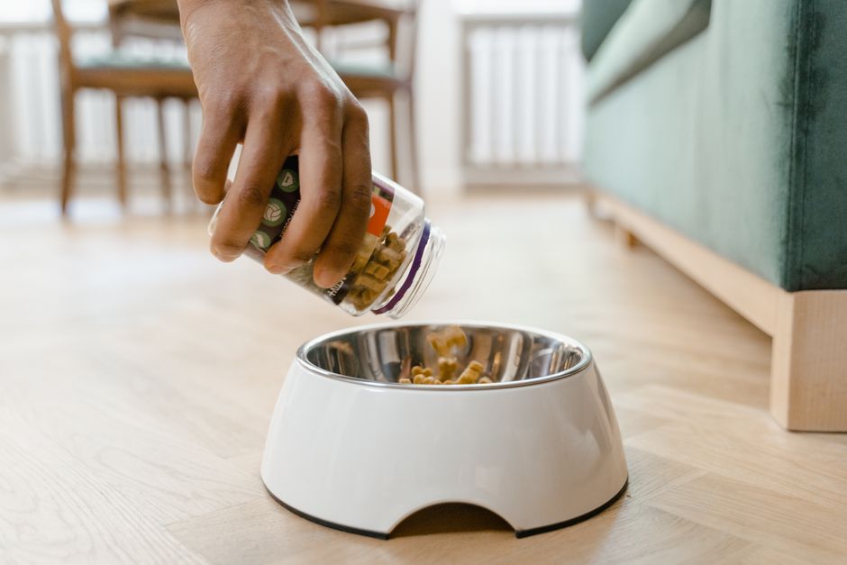 How to Prevent Costly Pet Health Issues with Simple Daily Habits
