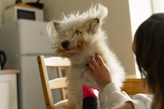 Winter Grooming Guide: Managing Dry Skin, Static, and Tangles in Dogs and Cats