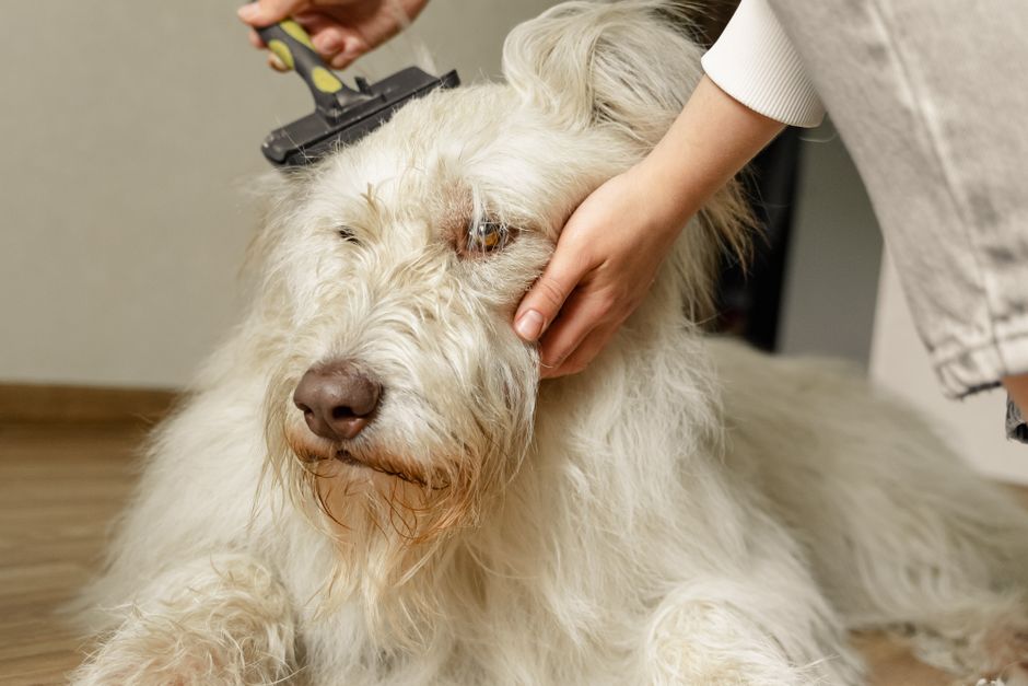 The Essential Beginner’s Guide to Dog Grooming: Build a Simple, Stress-Free Routine at Home