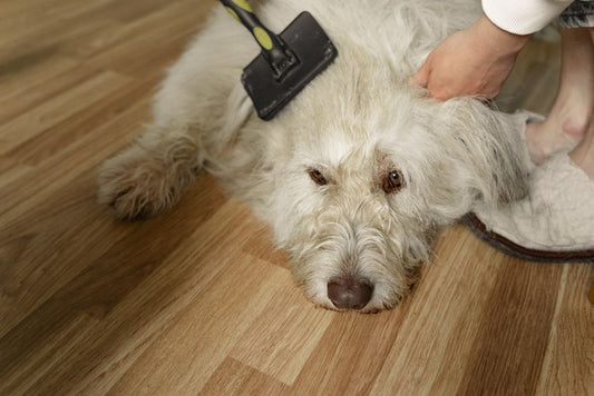 Complete Guide to Senior Pet Grooming: Keep Your Aging Dog Comfortable and Clean