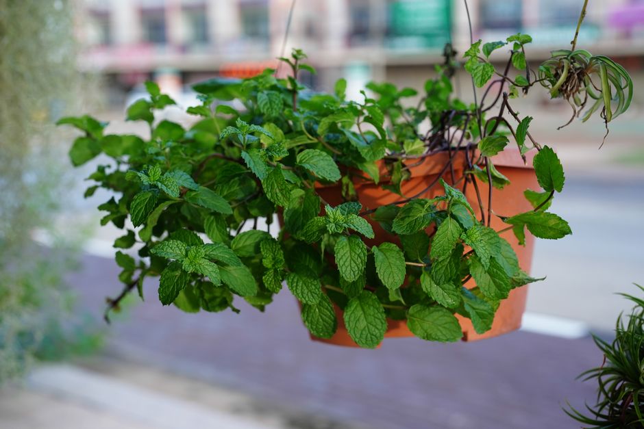 How to Grow a Thriving Balcony Tea Garden with Mint, Chamomile, and Lavender