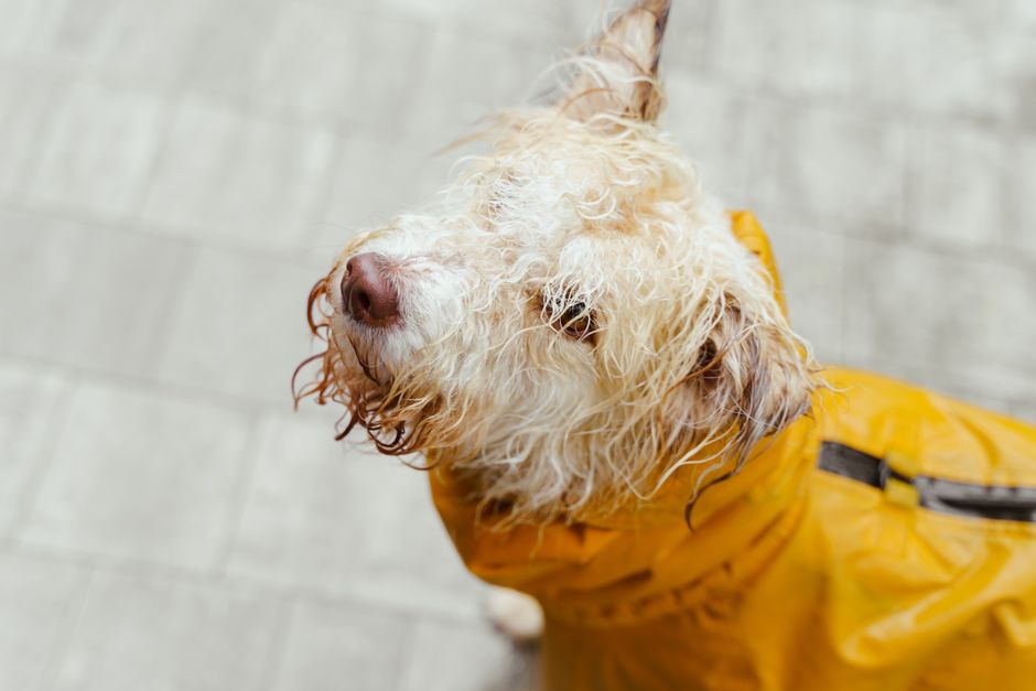 Choosing Dog Grooming Wipes: Coat Type, Fit, and Safety