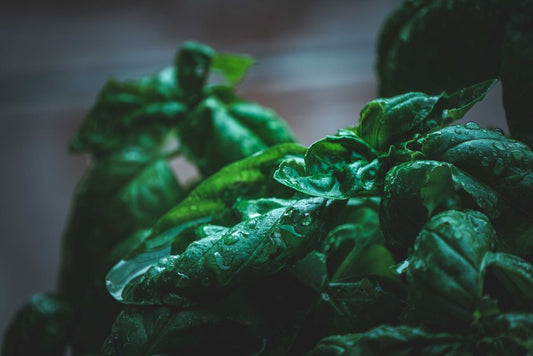 How to Keep Fresh Herbs from Wilting: Storage Secrets for Basil, Cilantro, and Mint