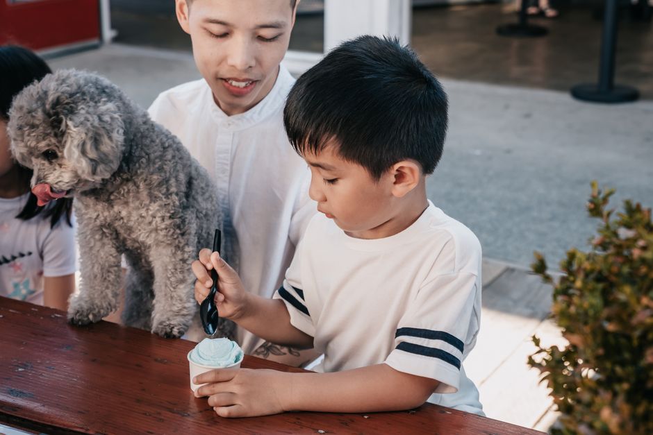 Sustainable Pet Food for Families with Kids: Making Greener Choices Together