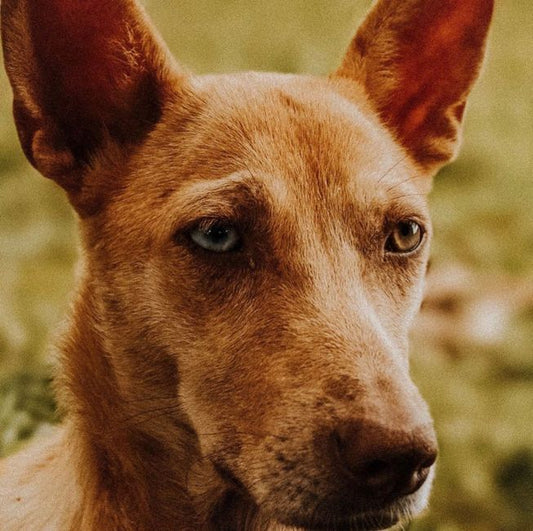 Gentle Ear and Eye Care for Anxious Pets: A Stress-Free Guide